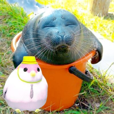 RotundeRobbe's profile picture