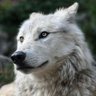 Profilbild von ウルフ