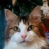 lilou profil fotoğrafı