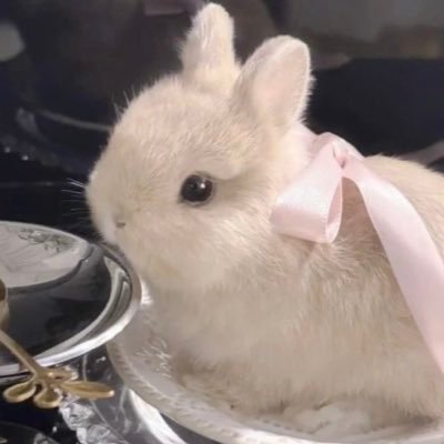 벨휘's profile picture