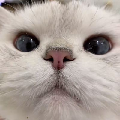 เชอ-路恩's profile picture