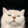 Sehar's profile picture