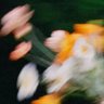 Iris Meg's profile picture
