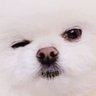 Profilbild von 겨울
