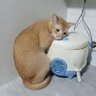 mr. fufu's profile picture