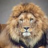 GALA profil fotoğrafı