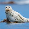 Profilbild von marinemammal