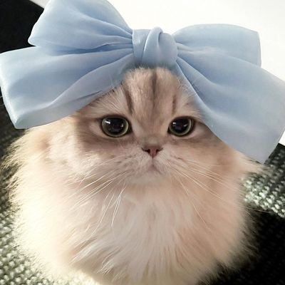 bossnut_cuty's profile picture