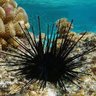 Profilbild von SeaUrchin
