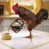 Mrs. Farmer in the Dell 🇺🇸🦅💙🙏🏻🐓💗🐢🦊☕️'s profile picture