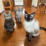 nekosuki*mako*'s profile picture
