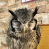 🦉 profil fotoğrafı