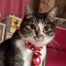 Profilbild von 🐈れおんᒼᑋªⁿ✿🐈♀ 