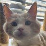 Koma profil fotoğrafı