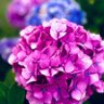 Фото профиля ハオ
