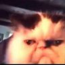 Kitten on Fire 的头像