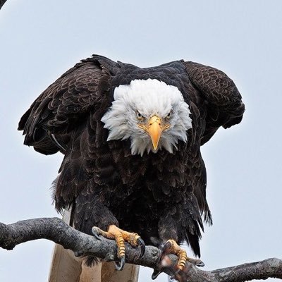 Captain41230930's profile picture