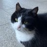 ジュゲム 的头像