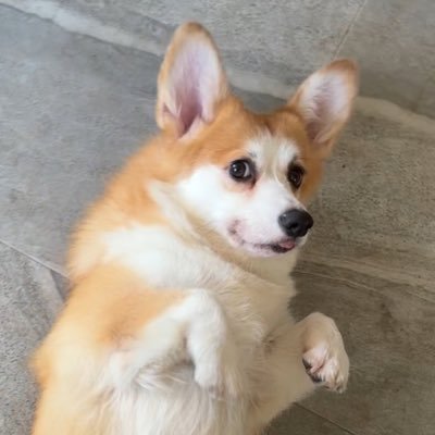 jieniepeach's profile picture