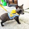 たぬきのお母さん 的头像