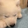 🐻❄️𝗦𝗛𝗜𝗥𝗢𝗗𝗔❄️ profil fotoğrafı