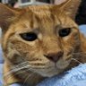 茶々丸(since1996)🐈=3's profile picture