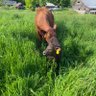 Granite State Grass Fed 的头像