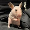 Фото профиля Hámster sin pelo