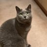 いぬやまねこ 的头像
