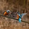 Фото профиля sir sidney ruffdiamond