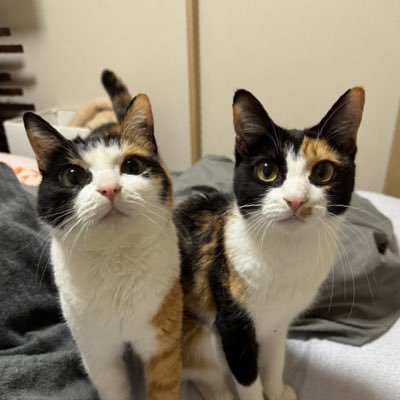 ナツとスイ's profile picture