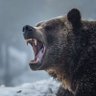 Profilbild von Regalgrizzly