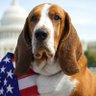 Barney Basset profil fotoğrafı