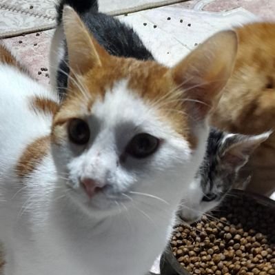 Hatay Antakya Patileri 🐾's profile picture