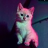 KITTEN's profile picture