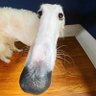 spooky borzoi! 🍁's profile picture