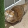 Фото профиля くろにゃんこに
