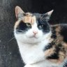 Фото профиля aicon猫