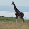 Collins Mboha profil fotoğrafı