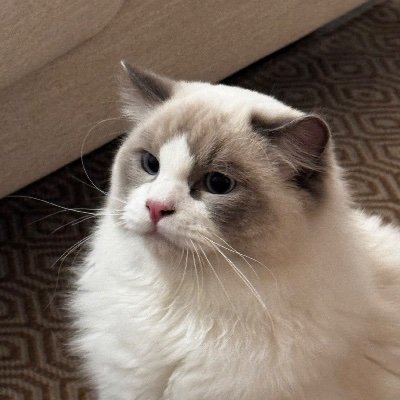 chimpfone's profile picture