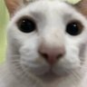 ท่านเซนเซ profil fotoğrafı