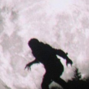 werewolfdaily's profile picture