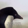 Фото профиля Criminal Penguin