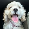 VanTheMan's profile picture