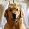 Profilbild von Golden Supremacy2026