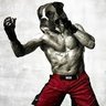 Hanover Boxer profil fotoğrafı