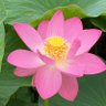 Фото профиля だび