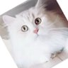 Profilbild von 趙 琳華