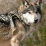 Wolfie profil fotoğrafı