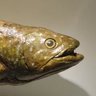 Фото профиля CoelacanthDaMan